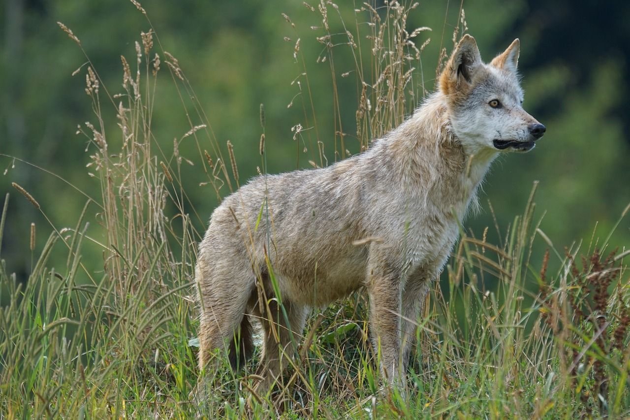 Im Kreis Wittenberg sollen inzwischen acht Wolfsrudel aktiv sein.