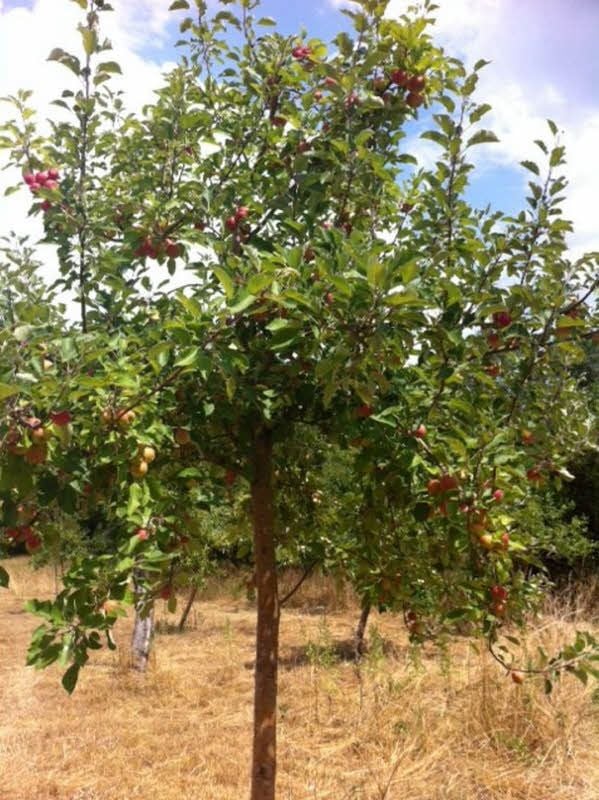 Einer der eher jüngeren Bäume auf der Streuobstwiese