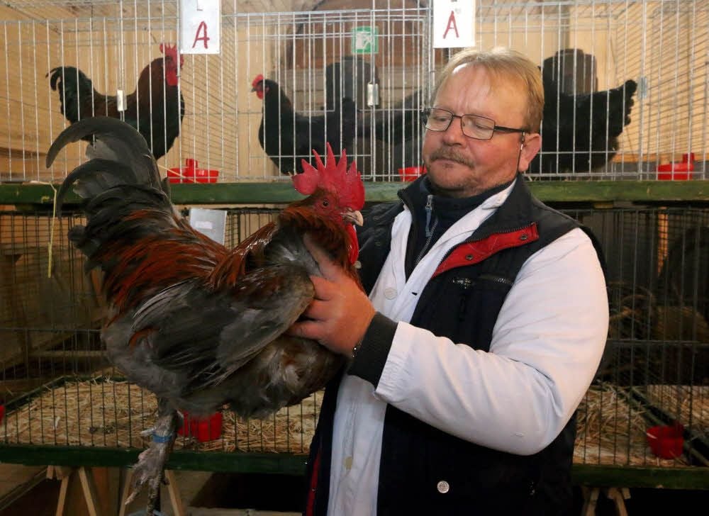 Preisrichter Andreas Simon bewertet in der Annaburger Schlosskirche einen Hahn der Rasse Marans (blaukupferfarbig).
