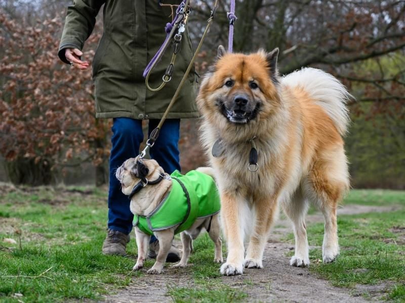 Ein Frau geht mit ihren Hunden spazieren. Foto: Christophe Gateau/Archiv