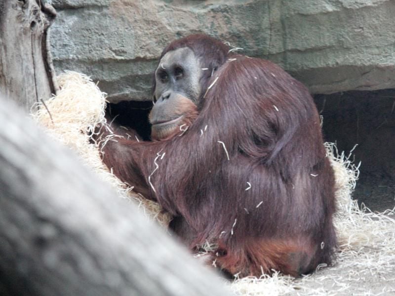 Der Orang-Utan "Kembali" sitzt im Zoo von Frankfurt in seinem Gehege. Foto: Zoo Frankfurt