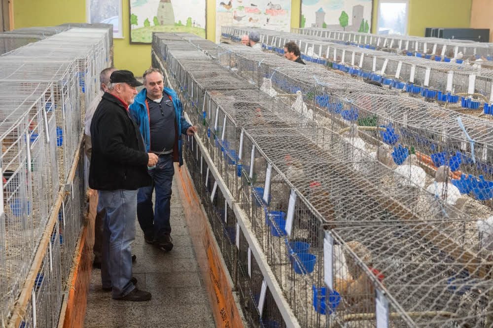 Knapp 1000 Tiere sind in der vom Eckartsbergaer Verein ausgerichteten 23. Kreisrassegeflügelschau sowie den Sonderschauen zu sehen.
