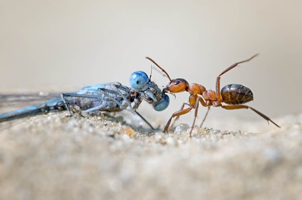Preisgekrönt bei HarzNatur 2019 wurde der Kraftsportler Ameise.