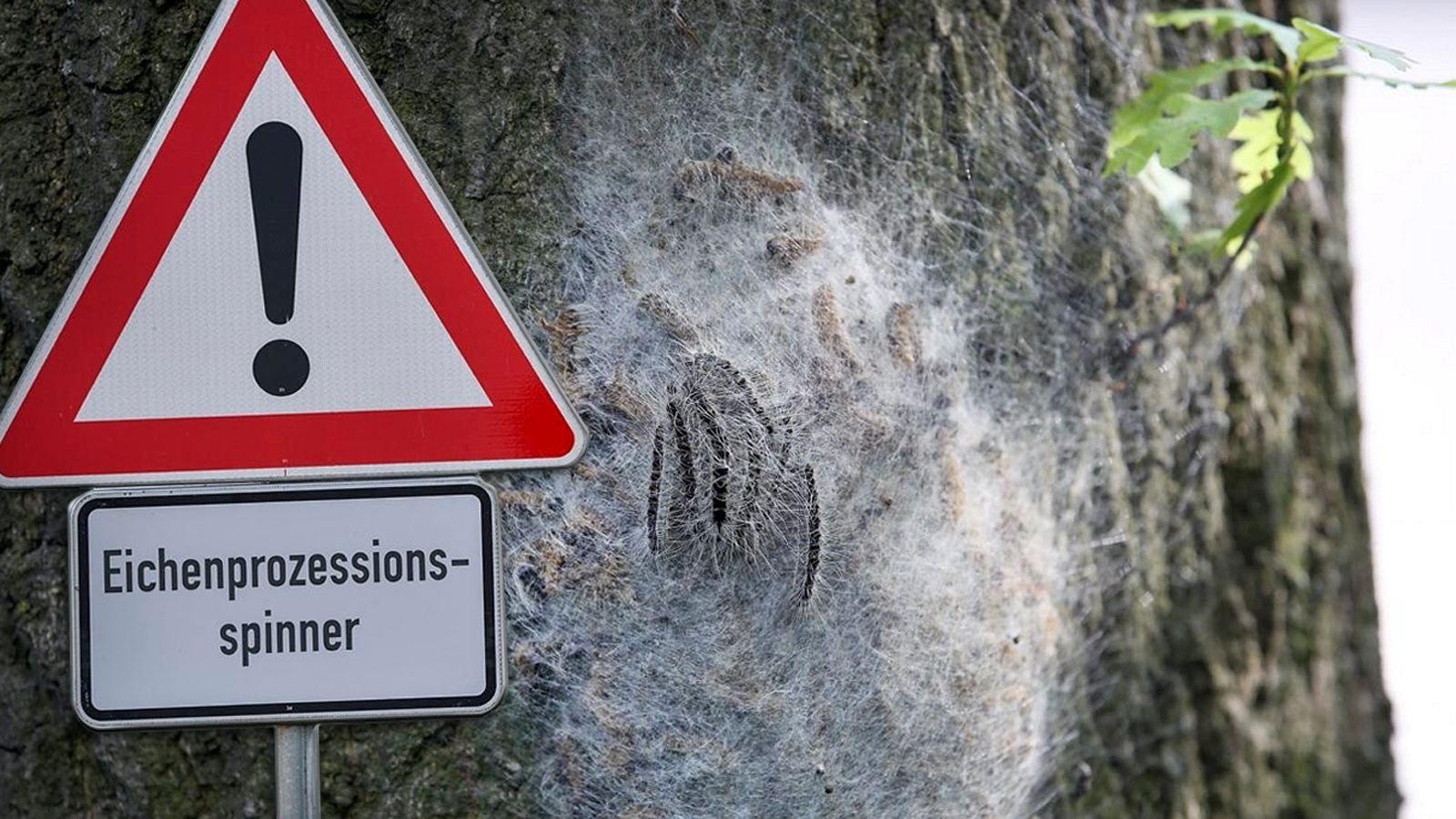 Ein Warnschild mit der Aufschrift «Eichenprozessionsspinner» vor einem Nest mit Eichen-Prozessionsspinnern an einem Baum.