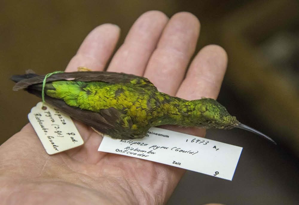 Auch ein goldener Flammenkolibri aus Ecuador ist zu sehen.