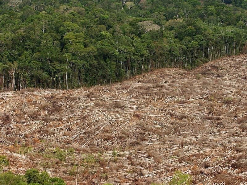 Gefällte Bäume am Rande eines Urwaldes in der brasilianischen Amazonasregion. Foto: Marcelo Sayao/EFE/dpa