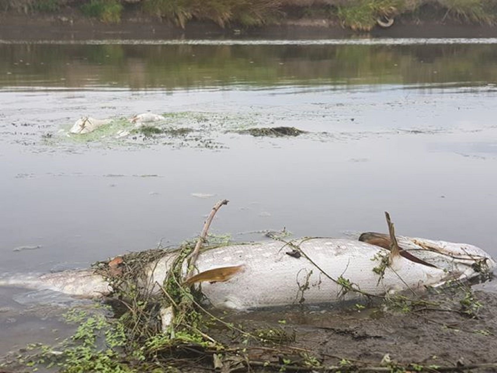 Zahlreiche verendete Fische wurden an der Bode in Staßfurt entdeckt.