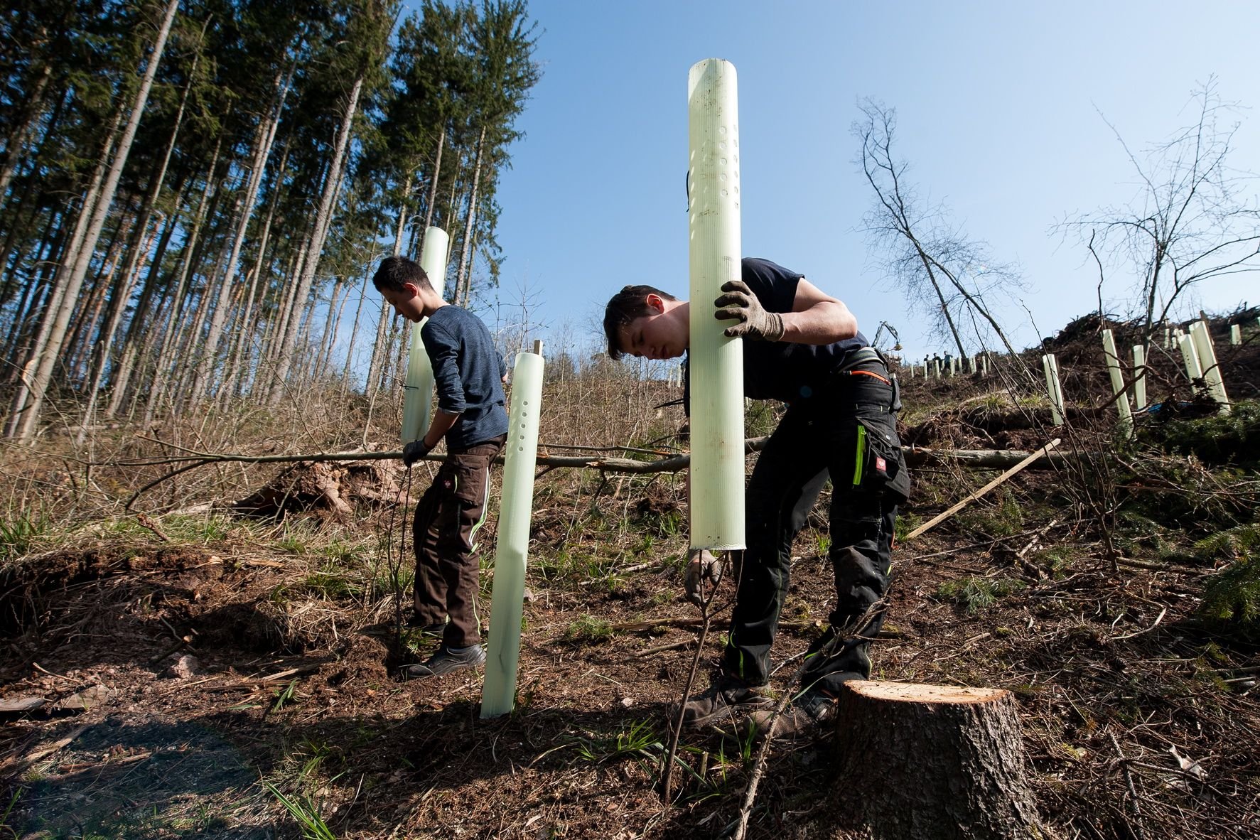 So funktioniert Wiederaufforstung eines Waldes: Nahe dem Forstamt Leinefelde im Landkreis Eichsfeld in Thüringen werden Buchen gepflanzt.