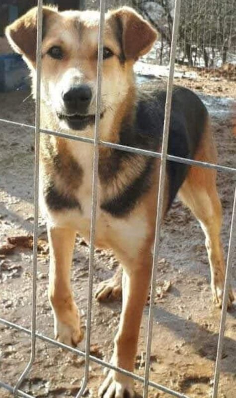 Der Schäferhundmix „Levi“