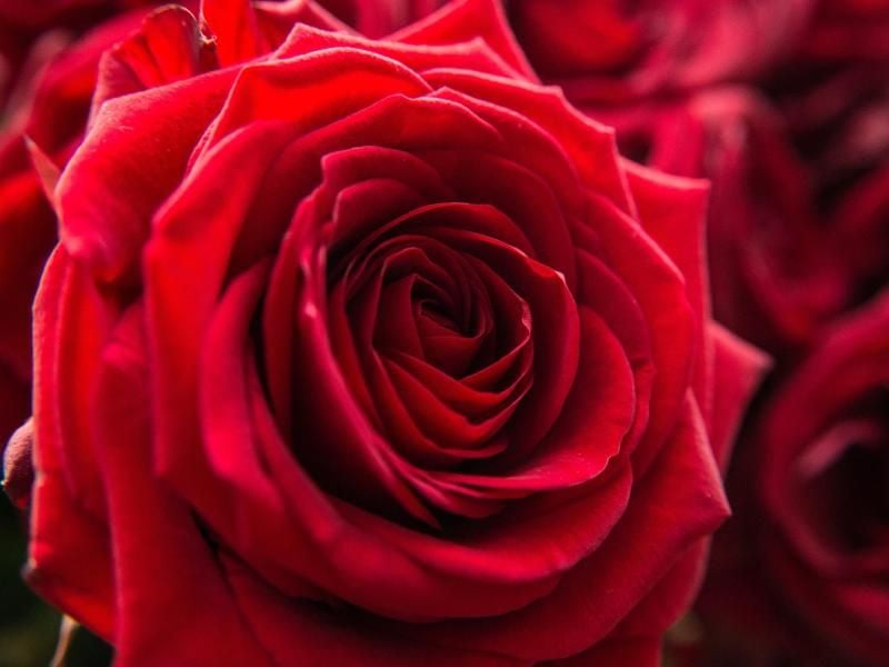 Auf den Rosen-Plantagen in Afrika werden oft massiv Spritzgifte gegen Insekten und Pilze eingesetzt. Die Zeitschrift „Öko-Test” fand Rückstände davon in Sträußen im deutschen Handel. Foto: Andrea Warnecke/dpa-tmn