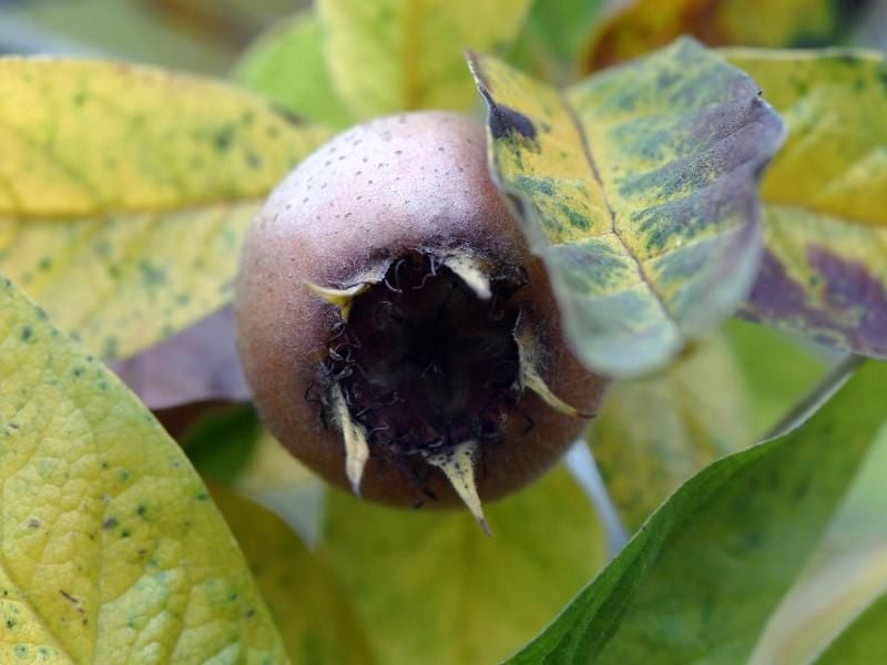 Kugelförmig, braun und mit fünf kleinen Kelchblättern: Die Früchte der Mispel (Mespilus germanica) können ab Mitte bis Ende Oktober geerntet werden. Foto: Andrea Warnecke