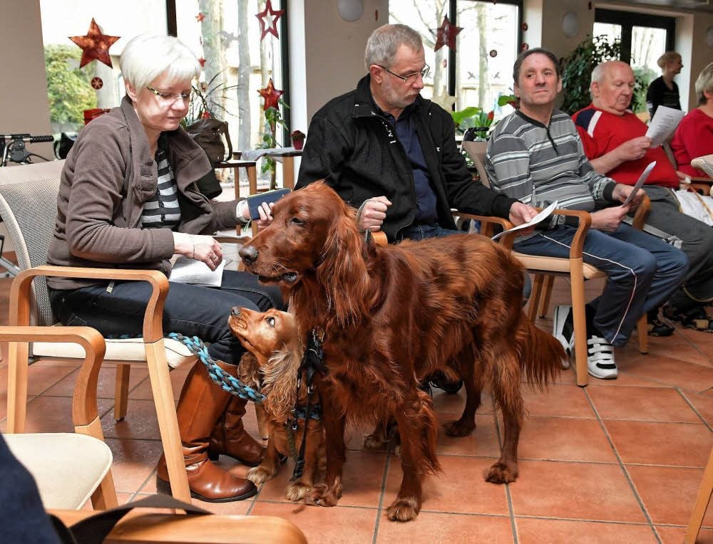 Der Irish Setter „Aaron“ und die Cocker-Spaniel Hündin „Finja“ bei einer Streichelstunde im Amalienhof.