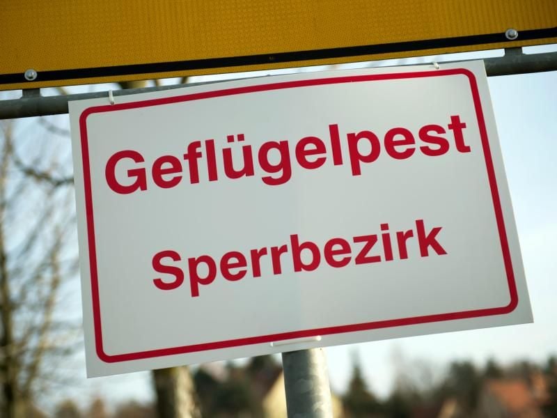 In Schleswig-Holstein gibt es mehrere Vogelgrippe-Fälle. Foto: Arno Burgi/Archiv