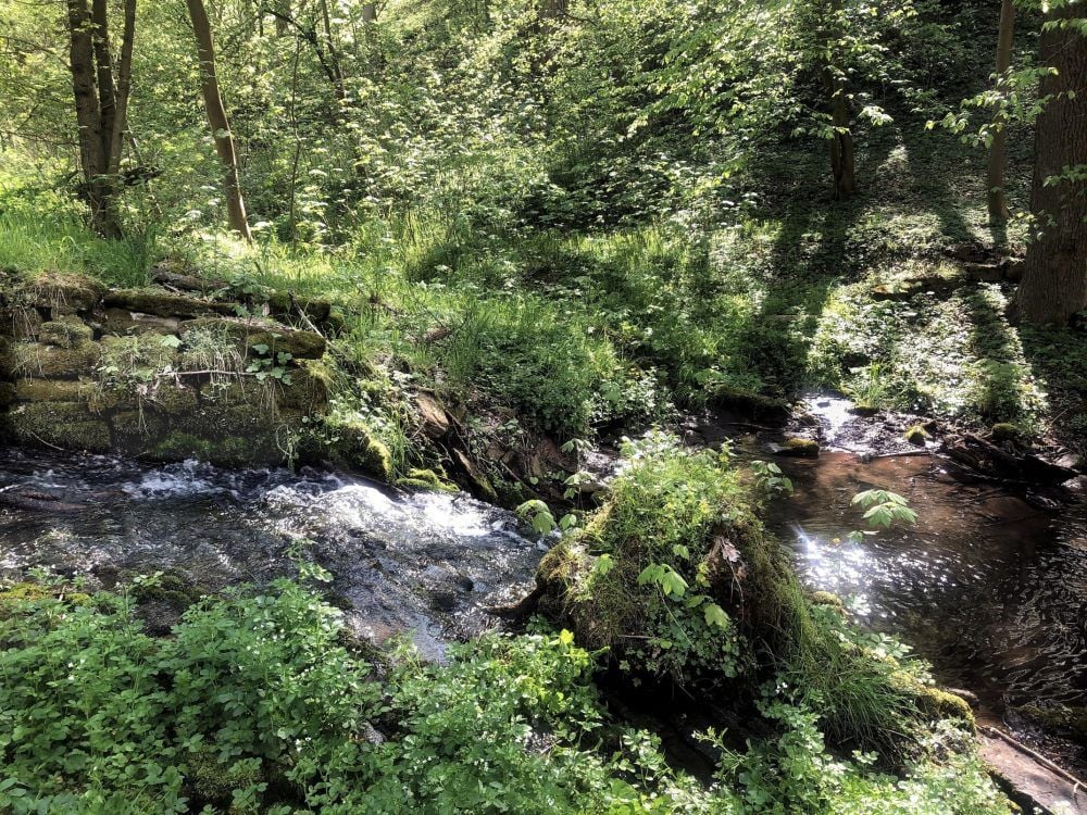 Der Kuhndorfer Bach begleitet den Wanderer in ursprünglicher Landschaft durchs Kuhndorftal. Alles in allem hat er elf Namen.