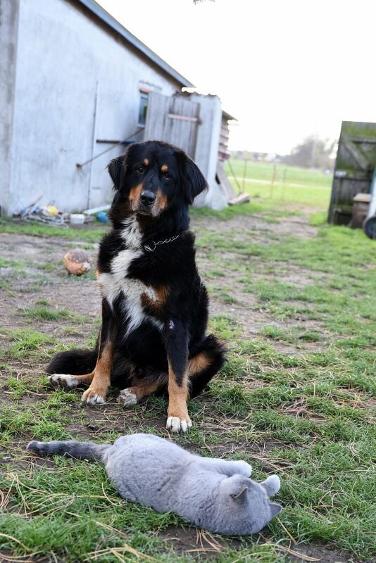 Hund Aro und Katze Shiba verstehen sich gut.