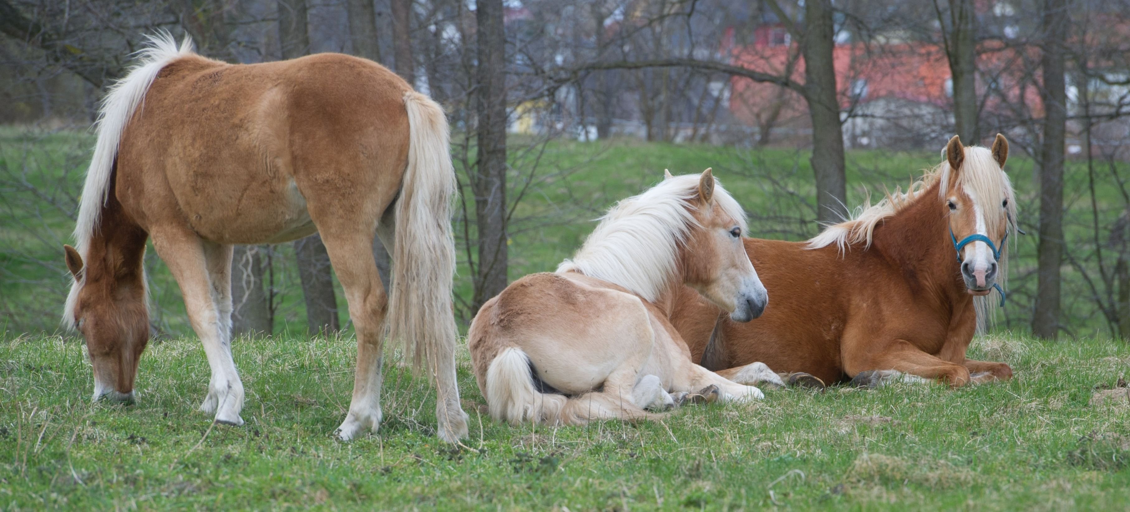 Haflinger liegen auf einer Koppel.