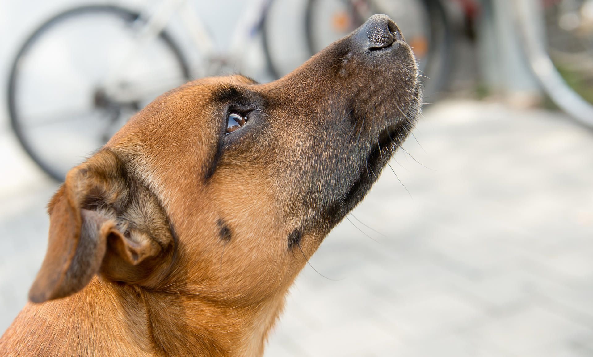 Ein Pinscher-Terrier-Mischling (Symbolbild)
