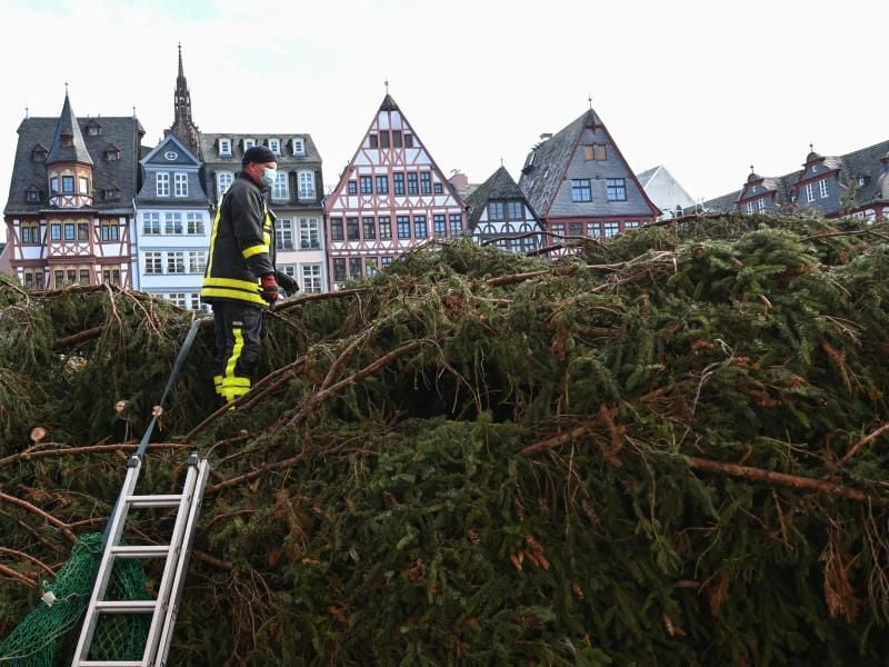 Ein Feuerwehrmann steht auf dem Römerberg auf dem Geäst des Frankfurter Weihnachtsbaums. Foto: Arne Dedert/dpa