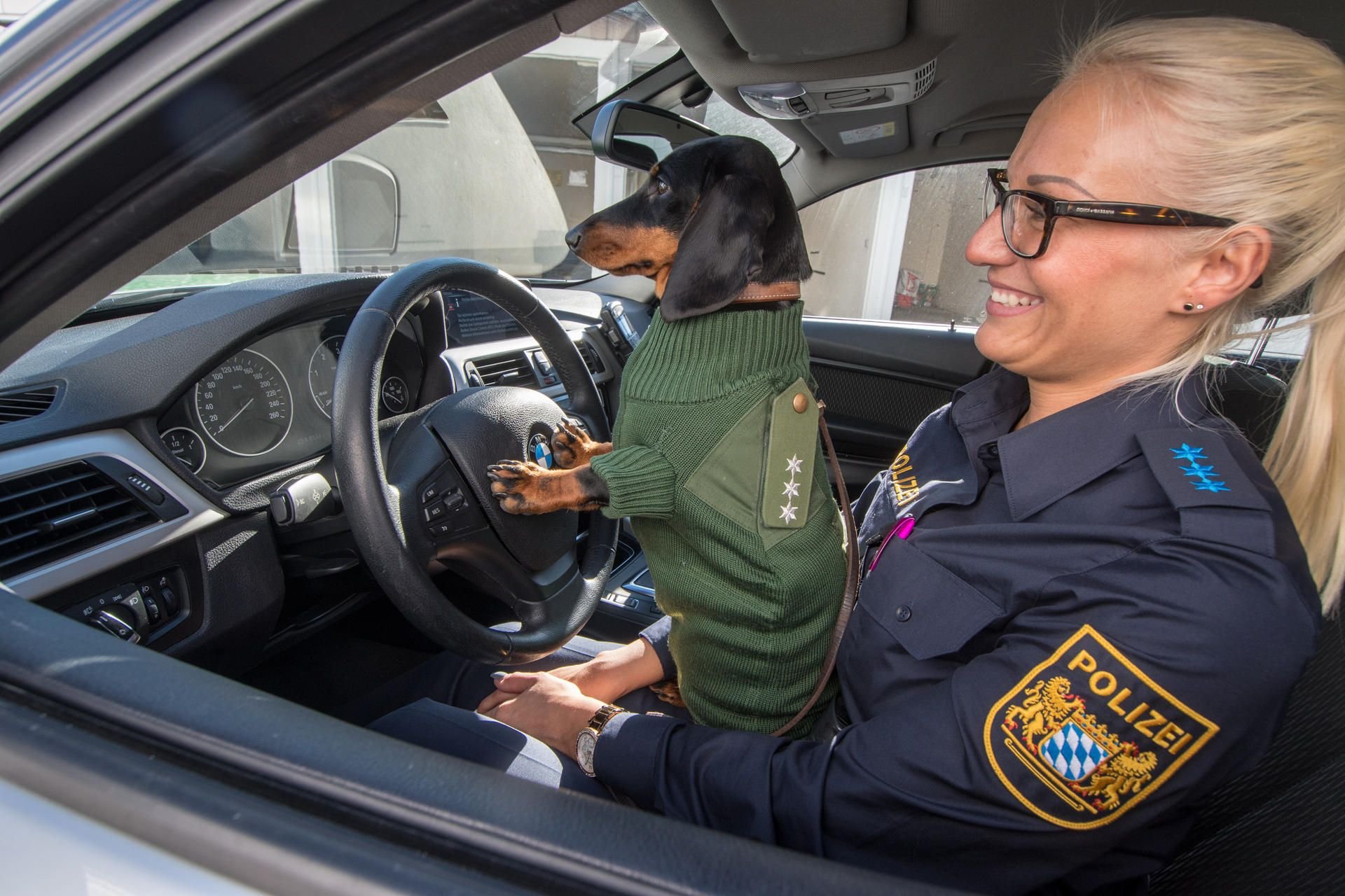 Die Dackeldame Olga trägt einen umgenähten ehemaligen Polizeipullover.