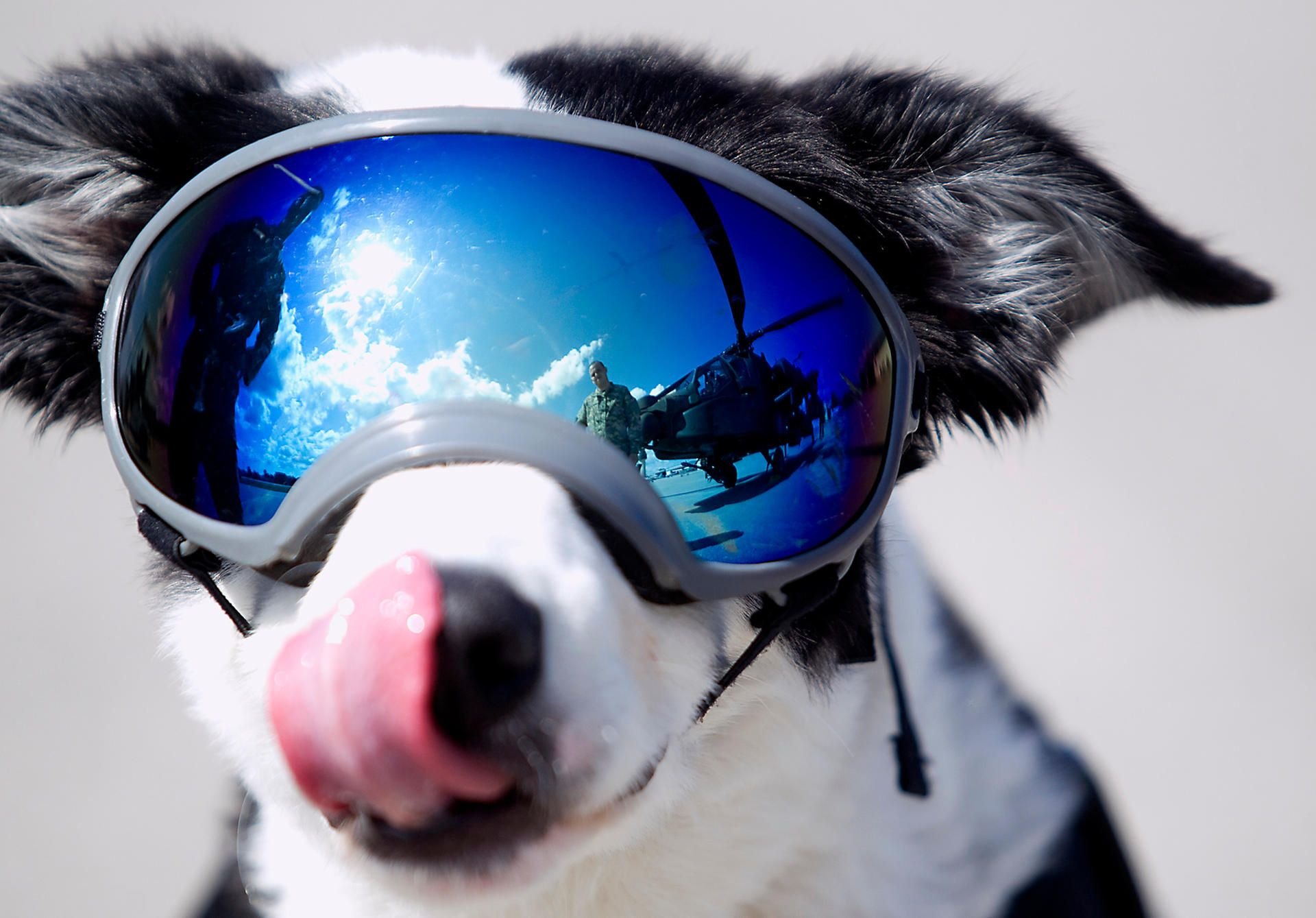 Der Flughafenhund Piper starb nun an Krebs.