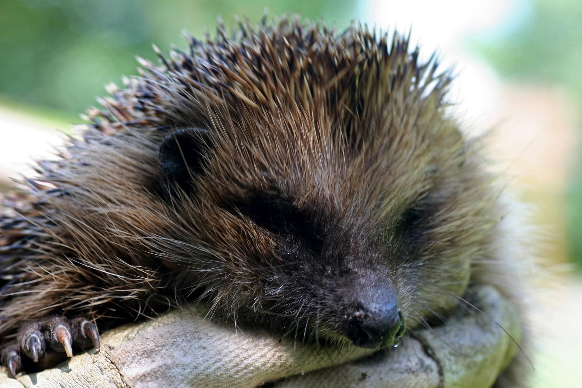 Ein junger Igel wird in einer Hand gehalten.