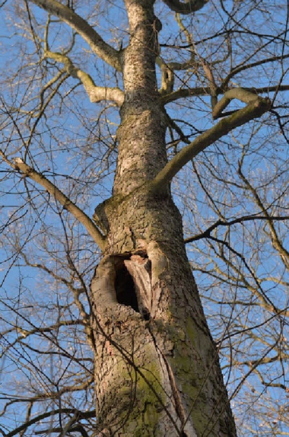 Die Fasanerie zeichnet sich durch eine große Vielfalt sowohl im zoologischen als auch botanischen Bereich aus.