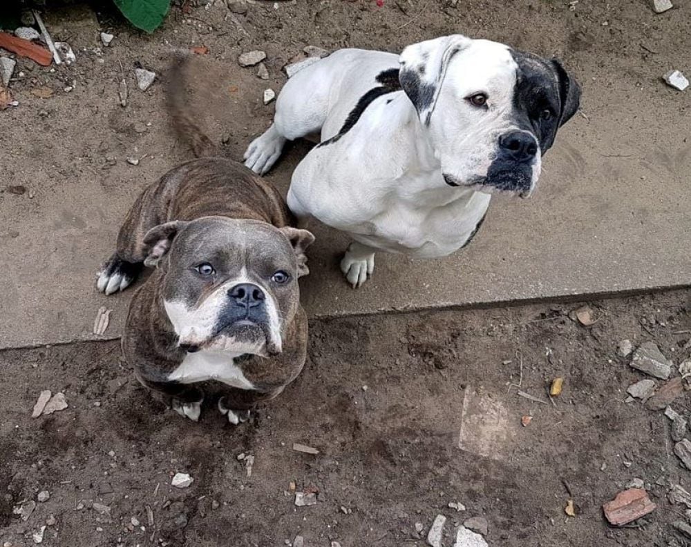 Coco und Thyson, ein und drei Jahre alt, sind nun tot.