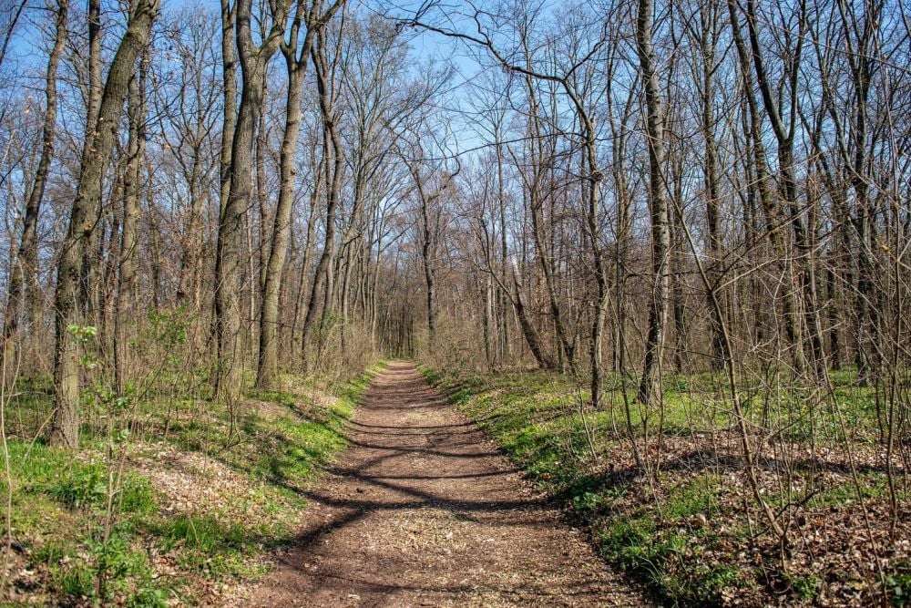 Seit 2014 gibt es den Friedwald in Freyburg. Auch hier fordert die Trockenheit ihren Tribut.