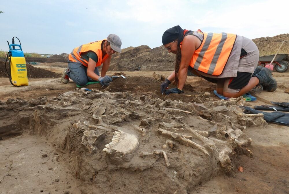 Auf einem Acker bei Schiepzig ist das Grabungsteam auf diese Tierknochen gestoßen. Handelt es sich um eine Opferstelle?
