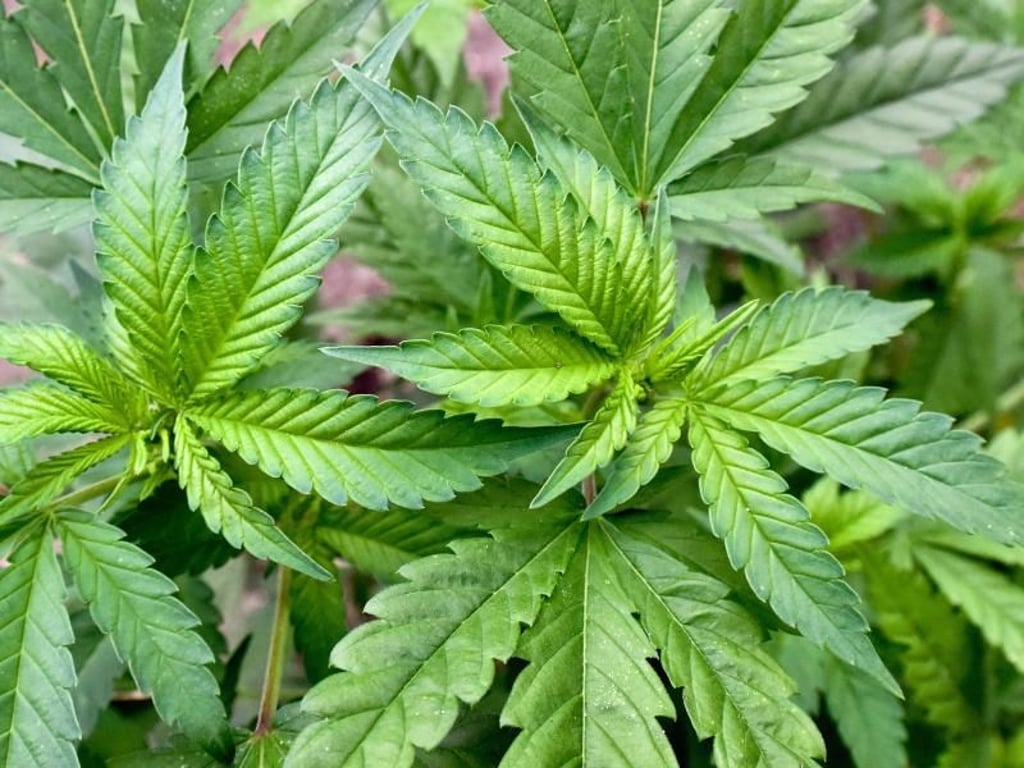 Die Cannabispflanzen erreichten in dem Feld bei Dederstedt eine Höhe von bis zu zwei Metern.