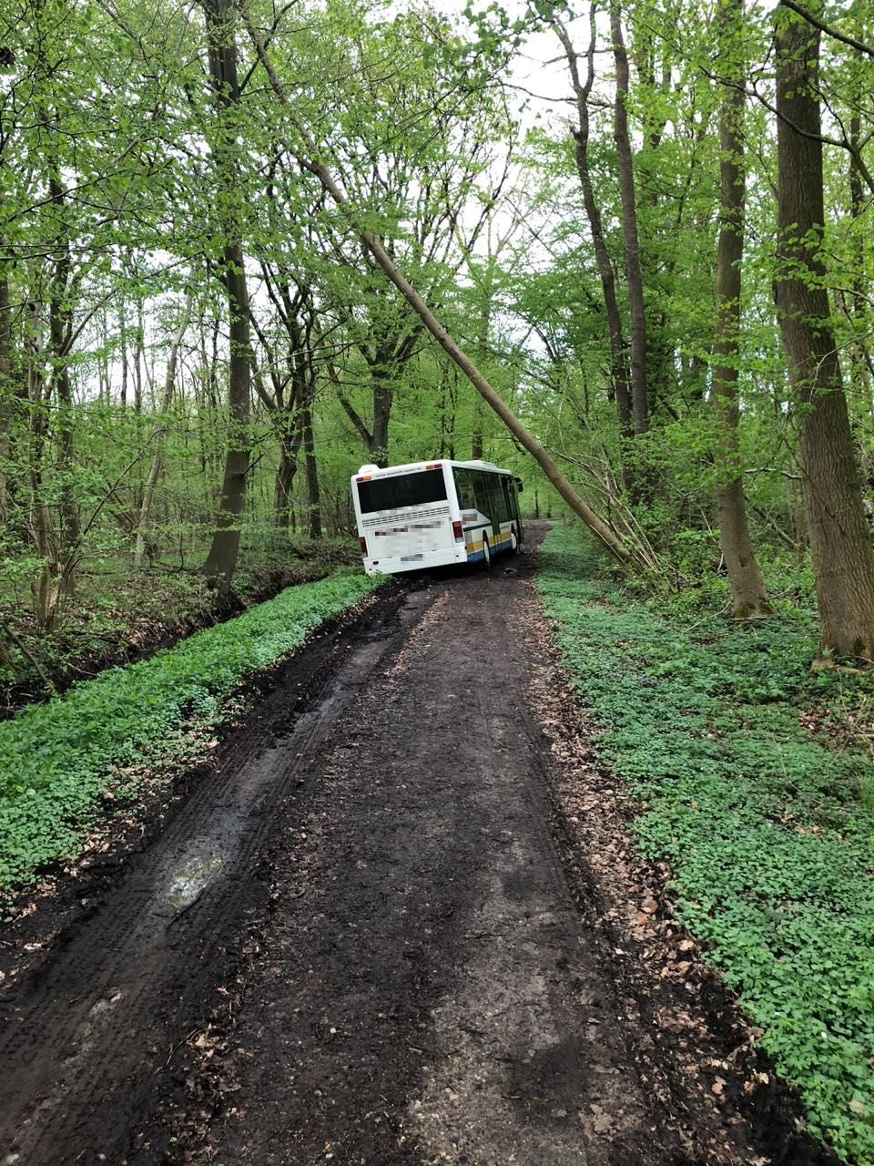 Der festgefahrene Bus im Waldstück.