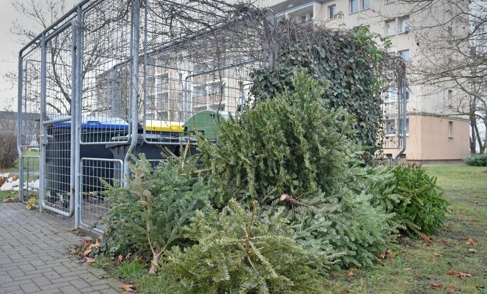 In Sandersdorf liegen schon einige Bäume an der Thalheimer Straße zum Abholen bereit.