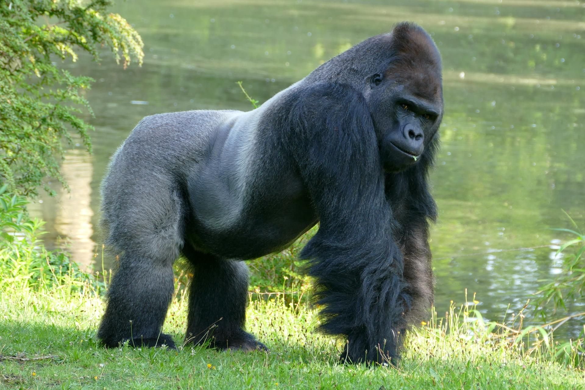 Ein männlicher Gorilla (Symbolbild)