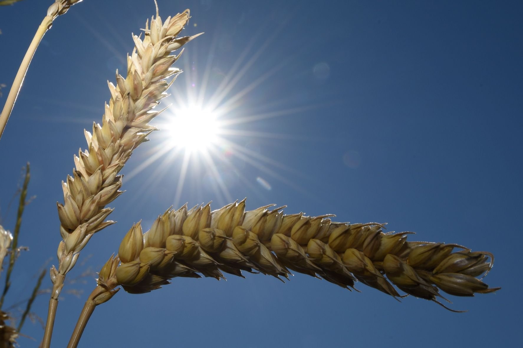 Weizenähren stehen in der prallen Sonne auf einem Feld.