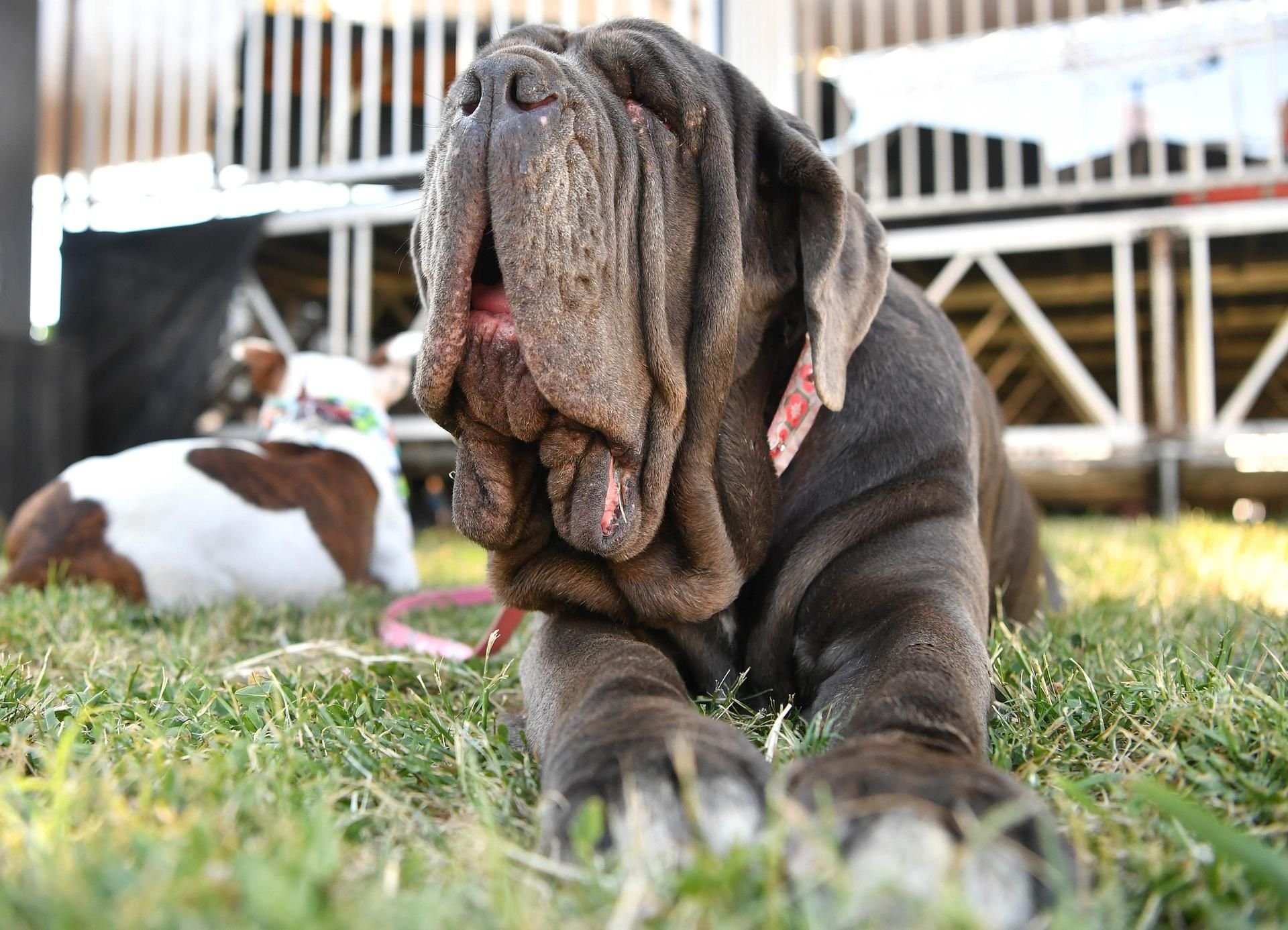 Martha, eine „Mastino Napoletano“-Hündin, wurde in Kalifornien zum hässlichsten Hund der Welt gekürt.