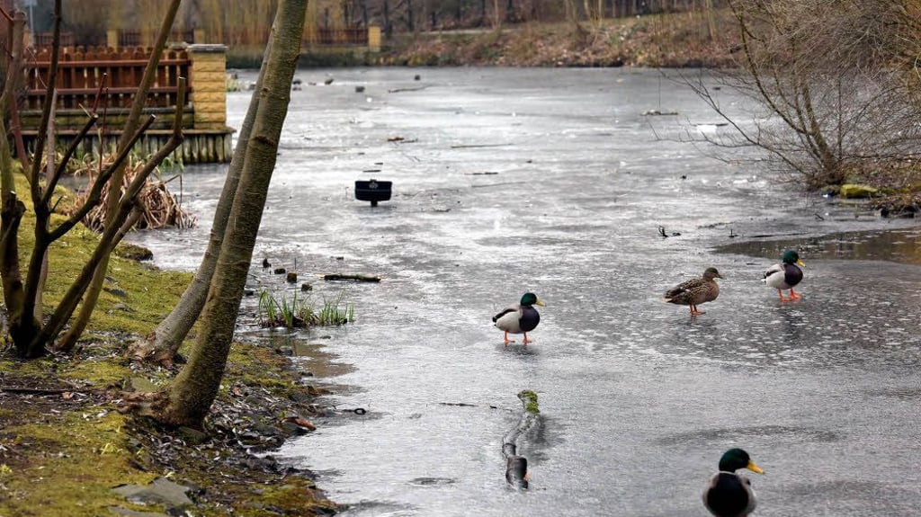 Kinder mehrfach vom Eis geholt Eisflächen in Zeitz Warum es so