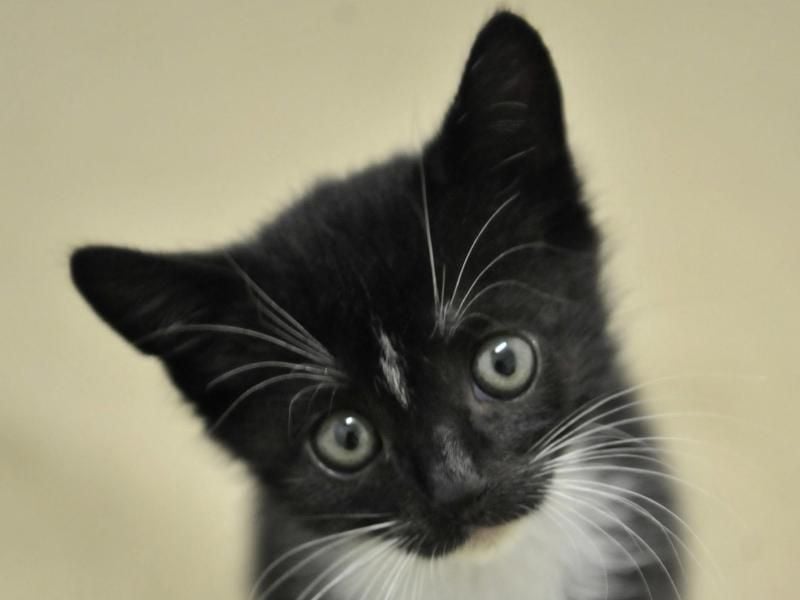 Nach dem Terroranschlag in Barcelona tauchen im Netz vermehr Katzenbilder auf.