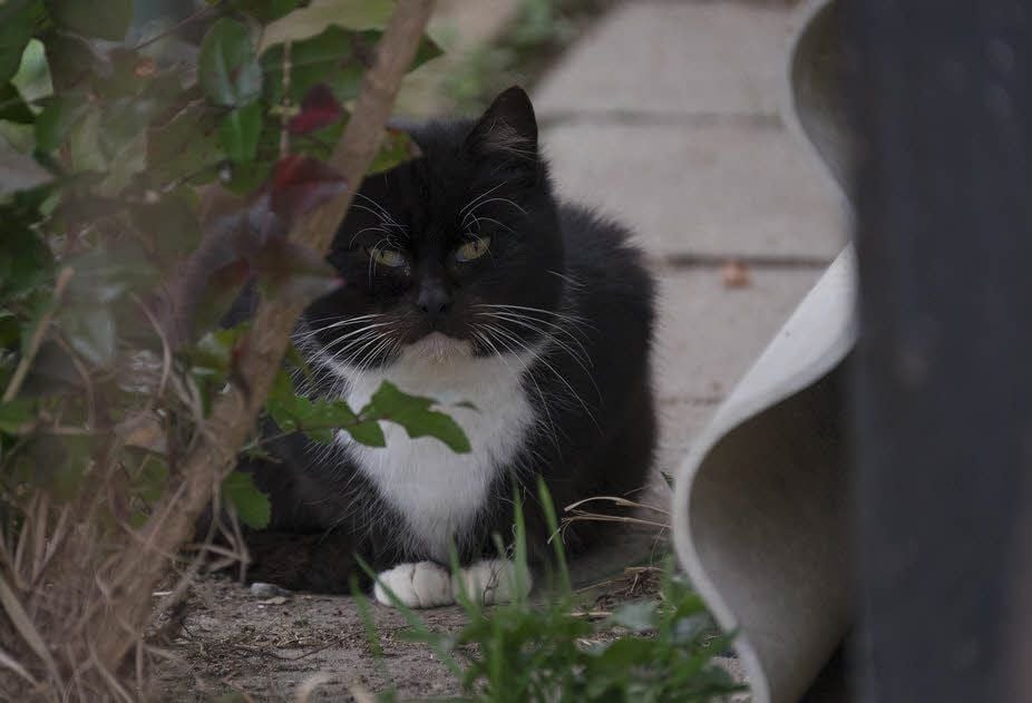 Die Katzen sind äußerst scheu. Manche lässt sich auch durch Extra-Futter und Zureden nicht locken.