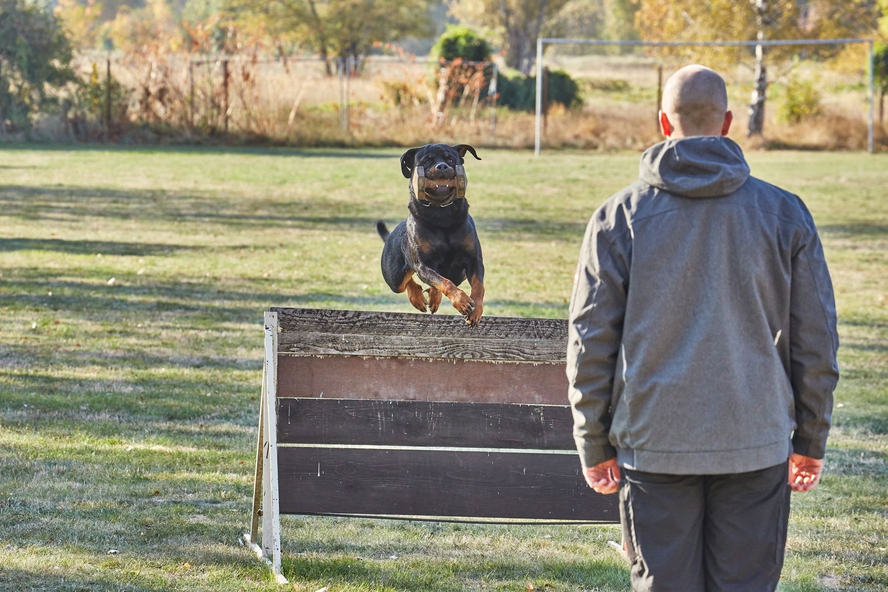 Das Apportieren klappt bei Rottweiler Spike ohne Probleme.