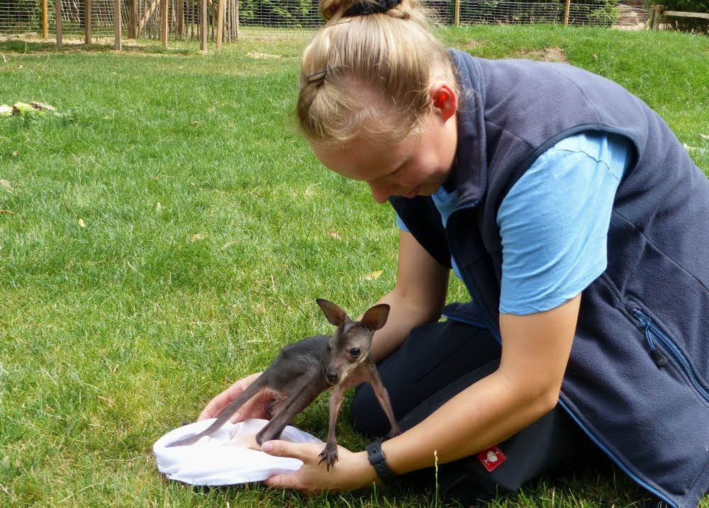 Immer öfter steckt der kleine Känguru-Junge schon mal den Kopf aus der Beutelnachbildung
