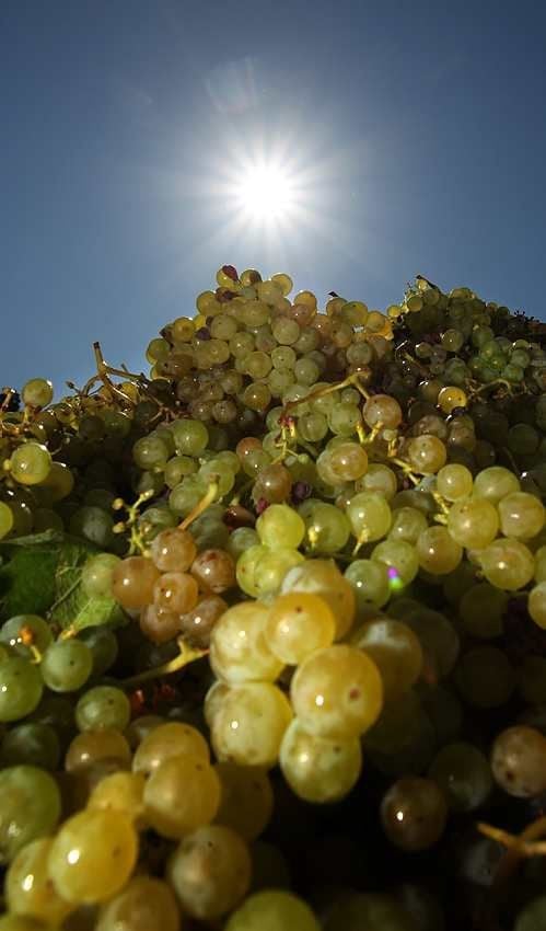 Das Winzerfest 2020 fällt aus.