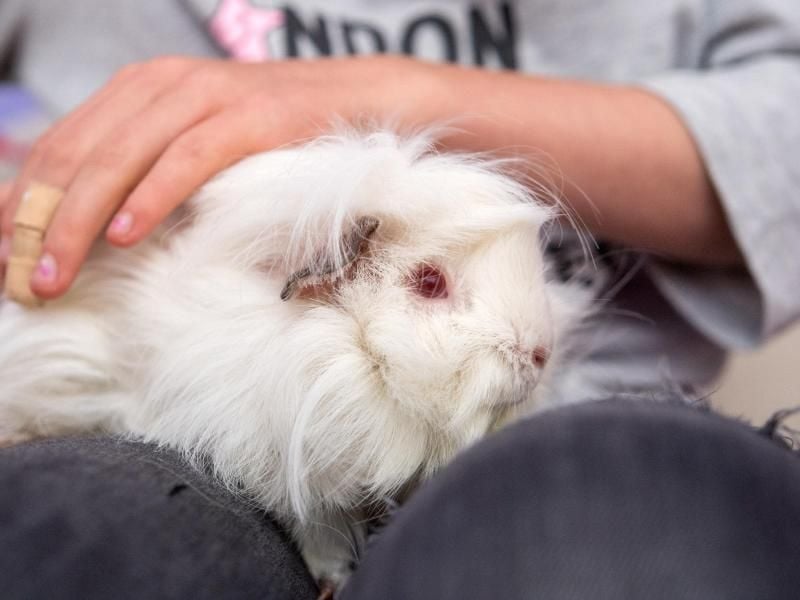 Kinder streicheln Meerschweinchen gerne: Dabei können sie sich aber mit einem Hautpilz anstecken. Foto: Andrea Warnecke
