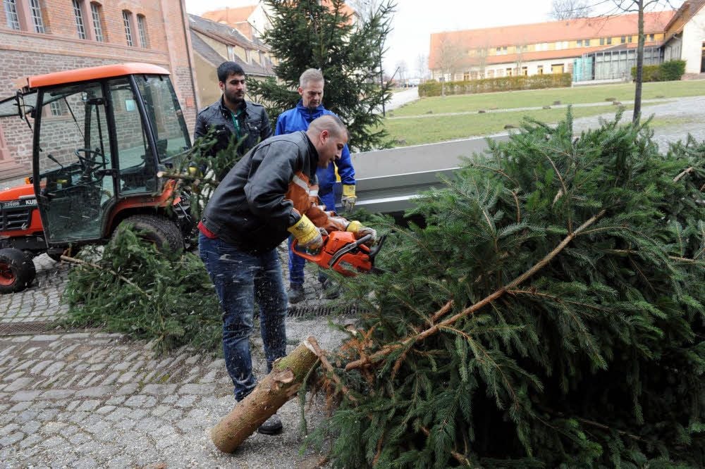 Saad Zaidi und Machmut Mcisdo helfen Hausmeister Burkhard Preylowski beim Aufstellen eines Weihnachtsbaums.
