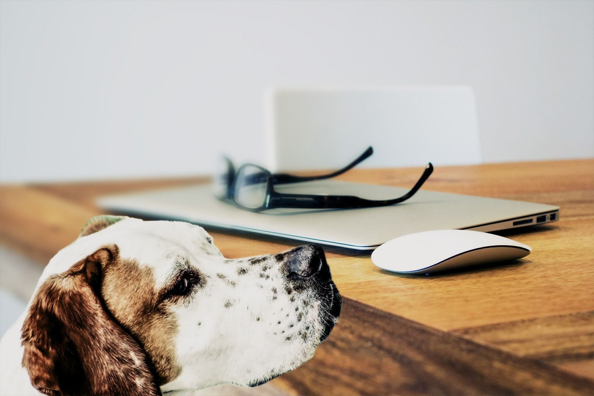 Wie sollen Hunde künftig besteuert werden?