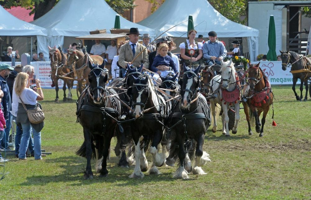 Trotz derzeitiger Corona-Krise hoffen auch die Teilnehmer am Kutschenkorso auf einen Start beim Askania-Pferdefestival.