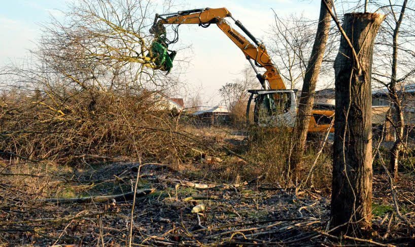 Es kracht in Elster. Bis zum kommenden Montag müssen alle Bäume gefällt und die Wurzeln aus dem Erdreich geholt werden.