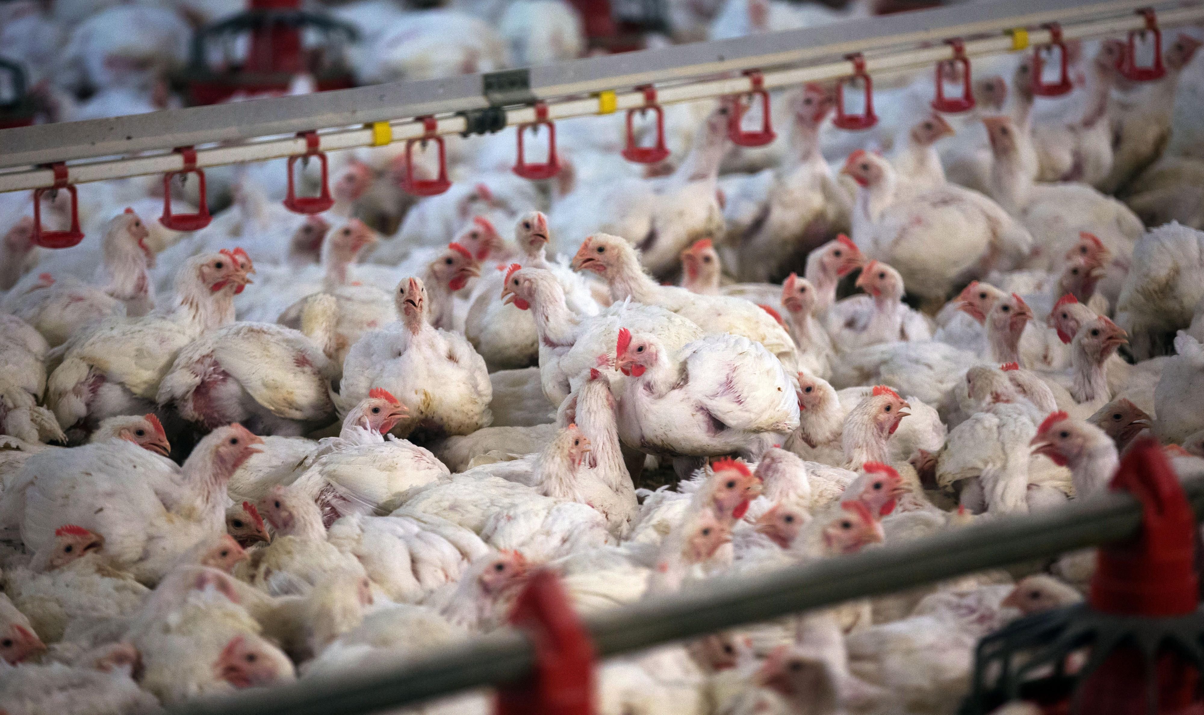 In Deutschland leben 12,6 Millionen Rinder, 27 Millionen Schweine und 160,7 Millionen Hühner. Ein immer größerer Teil ist in riesigen Ställen untergebracht.