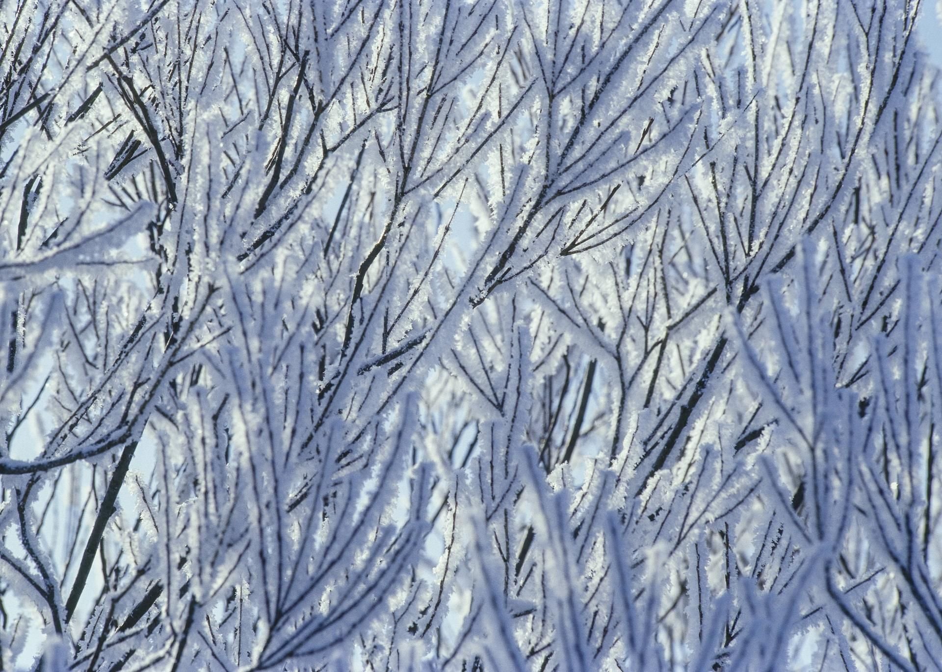 Zweige sind mit Schnee bedeckt.