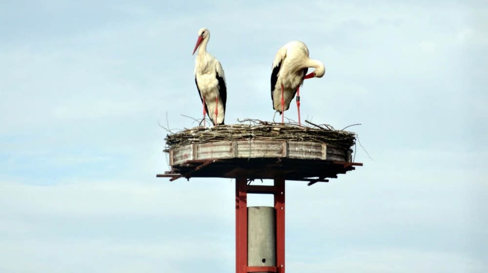 Das Storchenpaar bleibt in diesem Jahr ohne Nachwuchs, baut aber trotzdem an seinem Nest in Schweinitz.