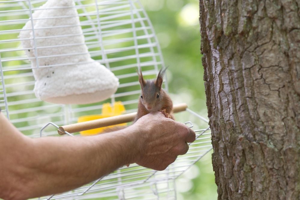 Walter Theiß holt Max aus seinem Käfig und entlässt ihn in die Freiheit. Im Hintergrund: Max’ Schlafsocke. Sie wird später in den Baum gehängt.